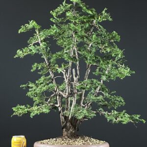 Hinoki Cypress STPU0447