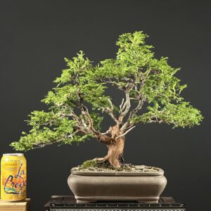 Hinoki Cypress ST0448