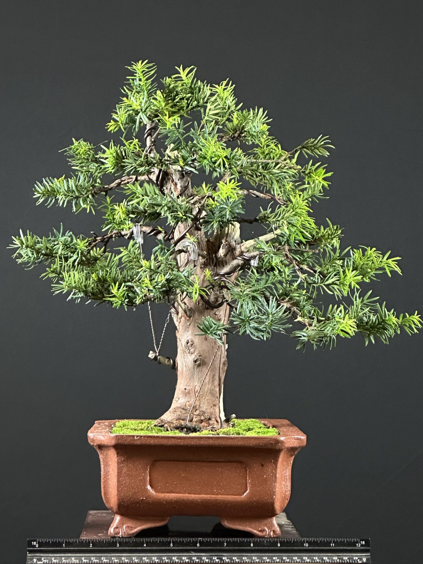 Yew Tree Bonsai ST0446 - Image 2