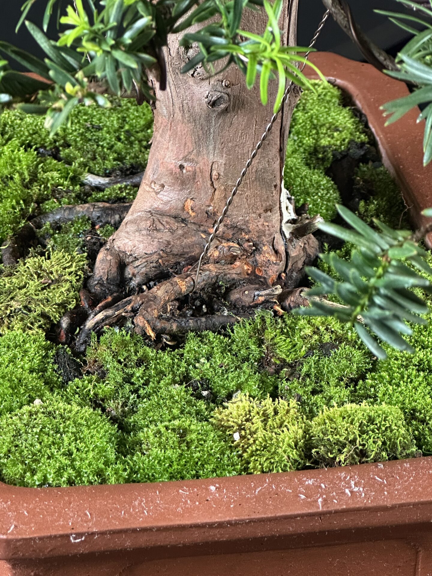 Yew Tree Bonsai ST0446 - Image 3
