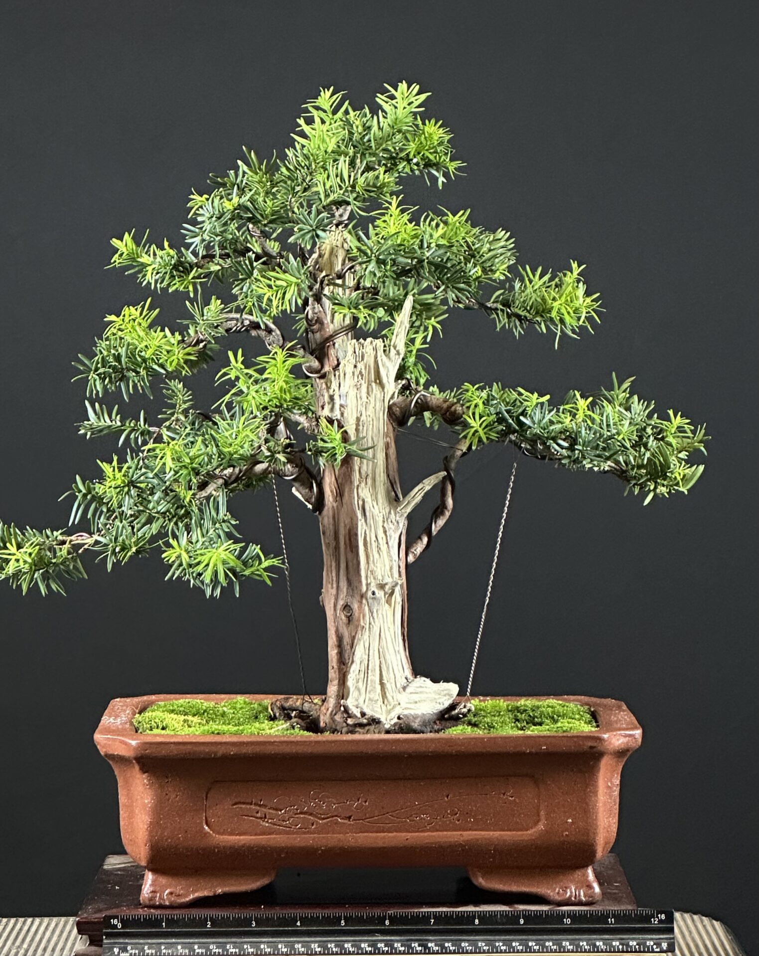 Yew Tree Bonsai ST0446 - Image 4