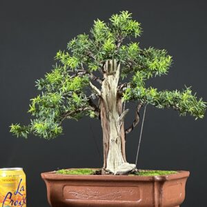 Yew Tree Bonsai ST0446