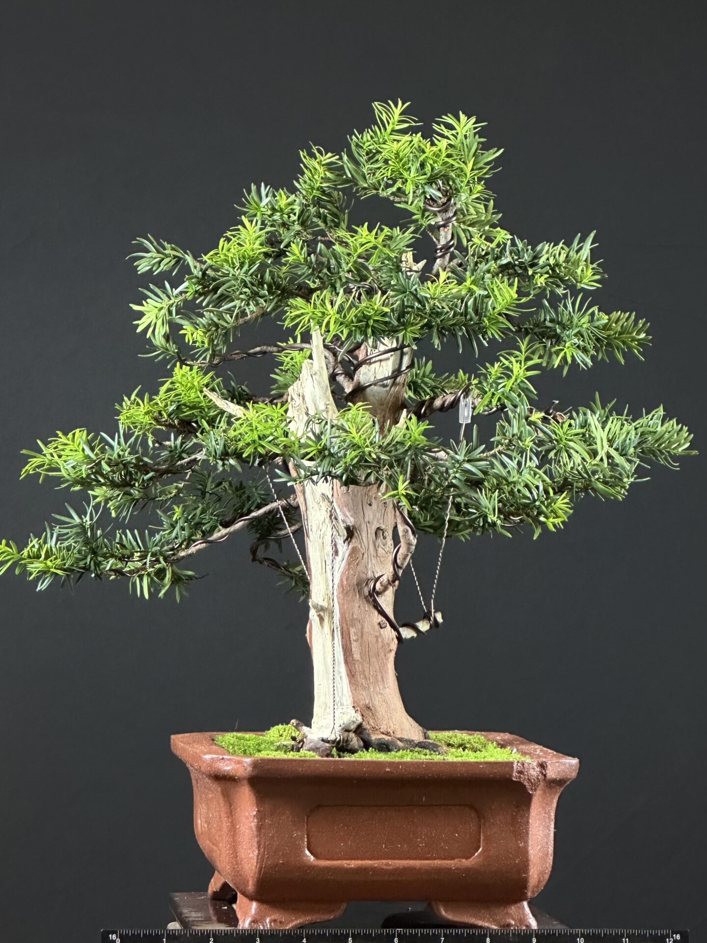Yew Tree Bonsai ST0446 - Image 6