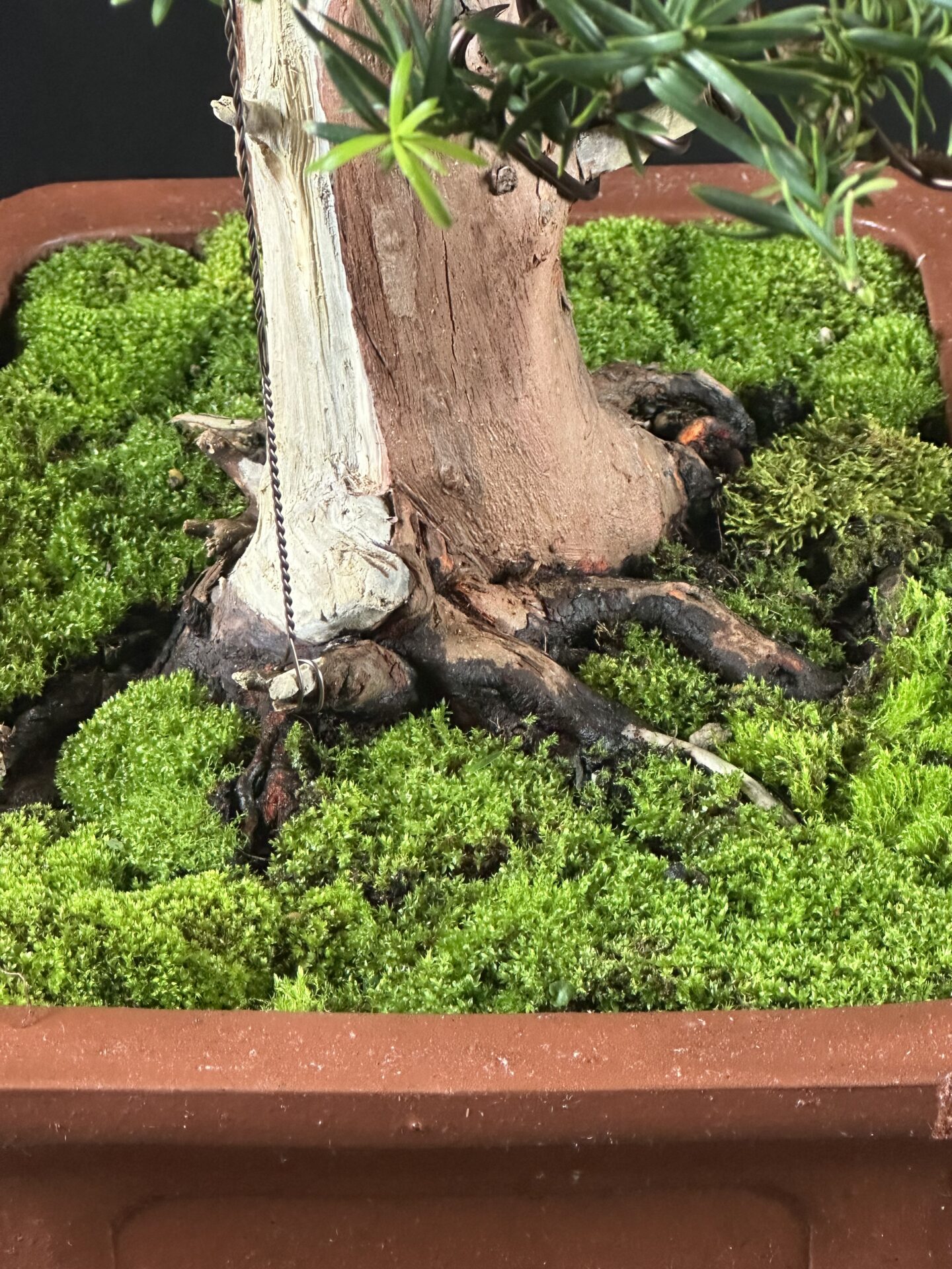 Yew Tree Bonsai ST0446 - Image 7