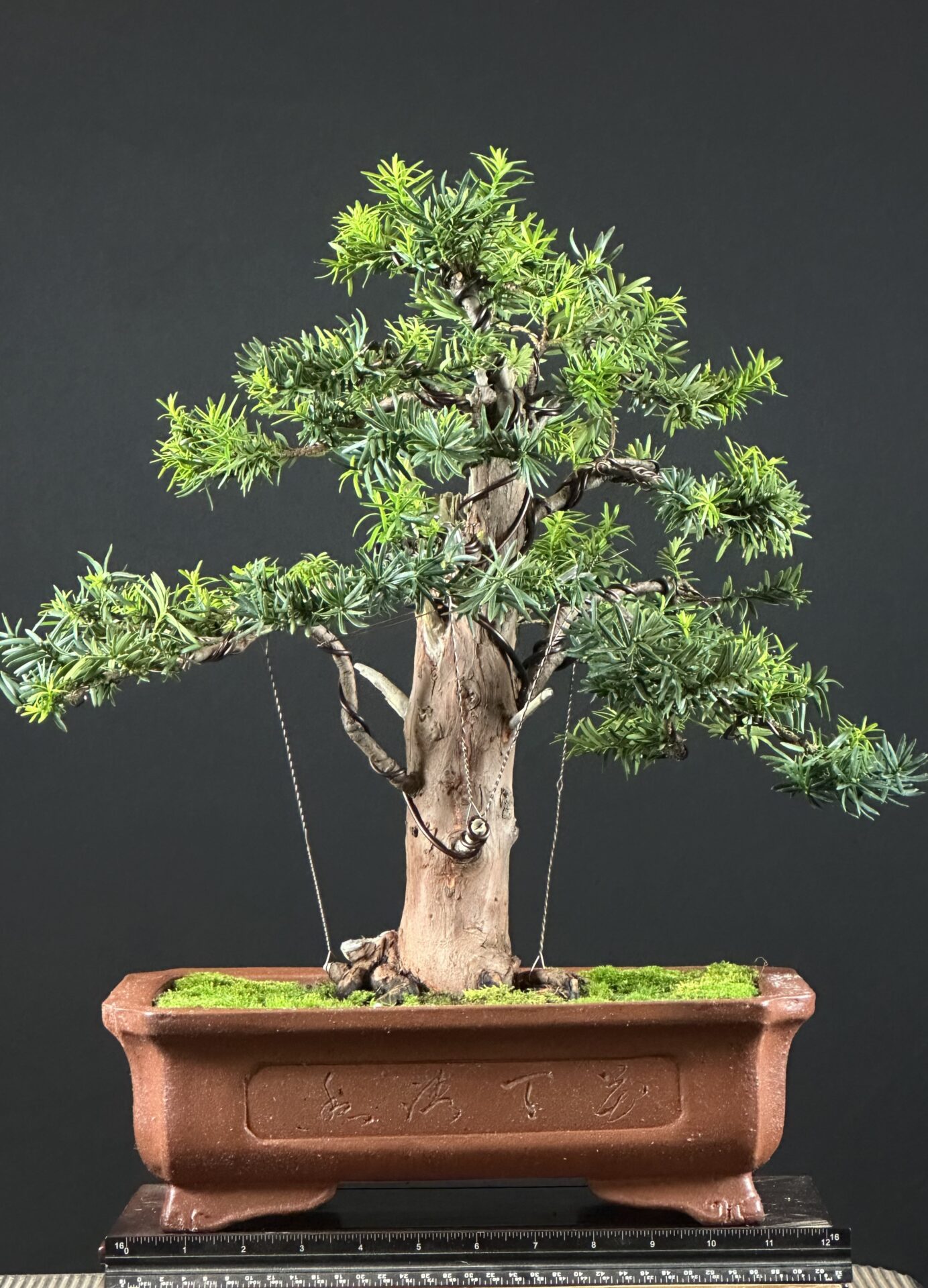 Yew Tree Bonsai ST0446 - Image 8