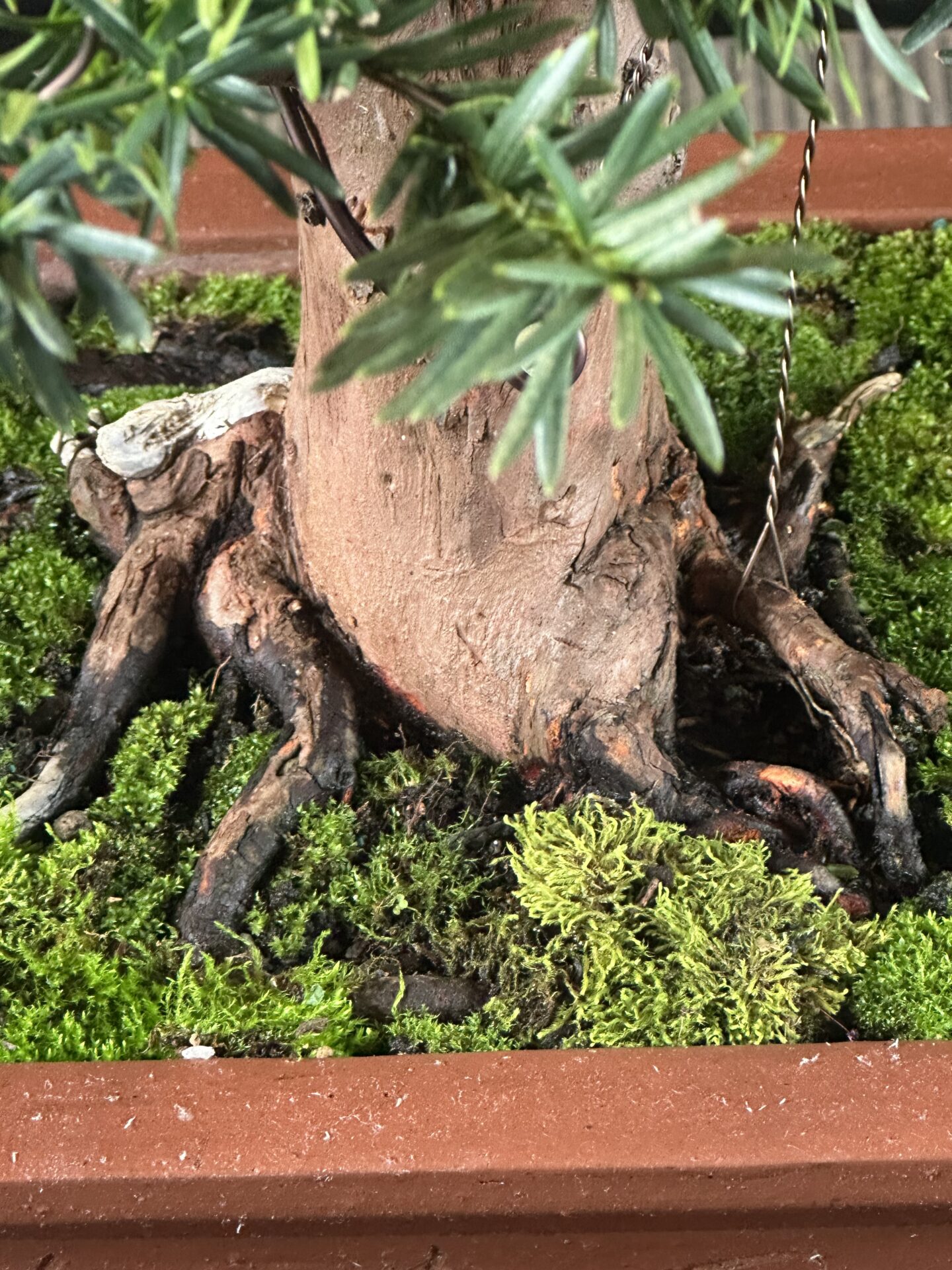 Yew Tree Bonsai ST0446 - Image 9