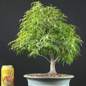 Japanese Maple var. Sharps Pygmy Bonsai ST0443