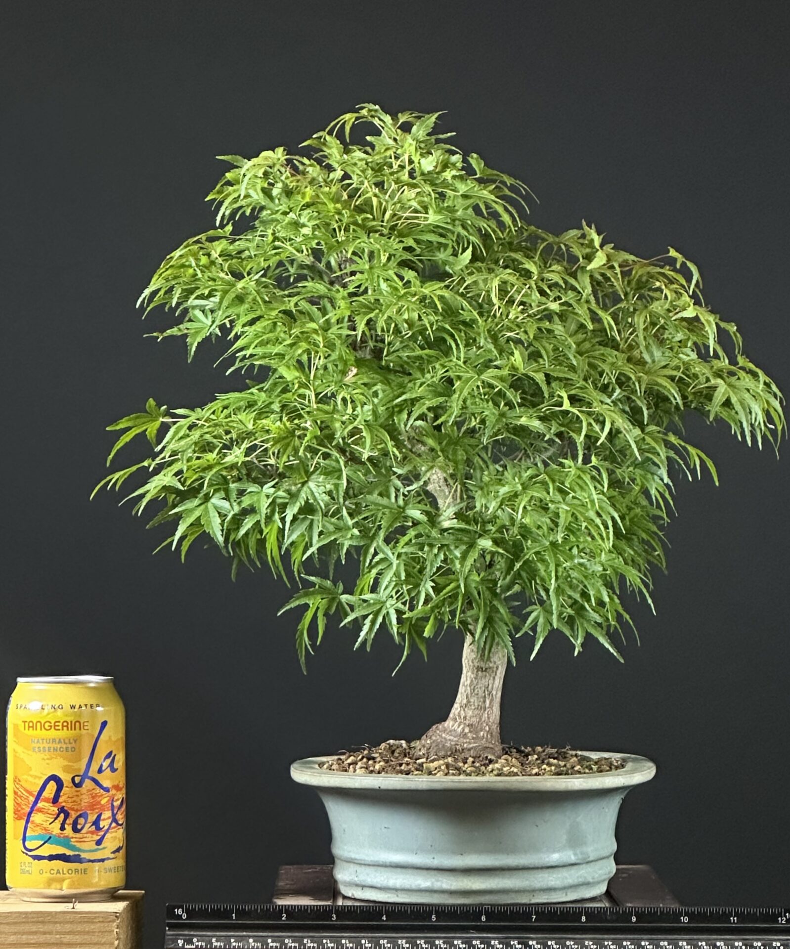 Japanese Maple var. Sharps Pygmy Bonsai ST0443 - Image 3
