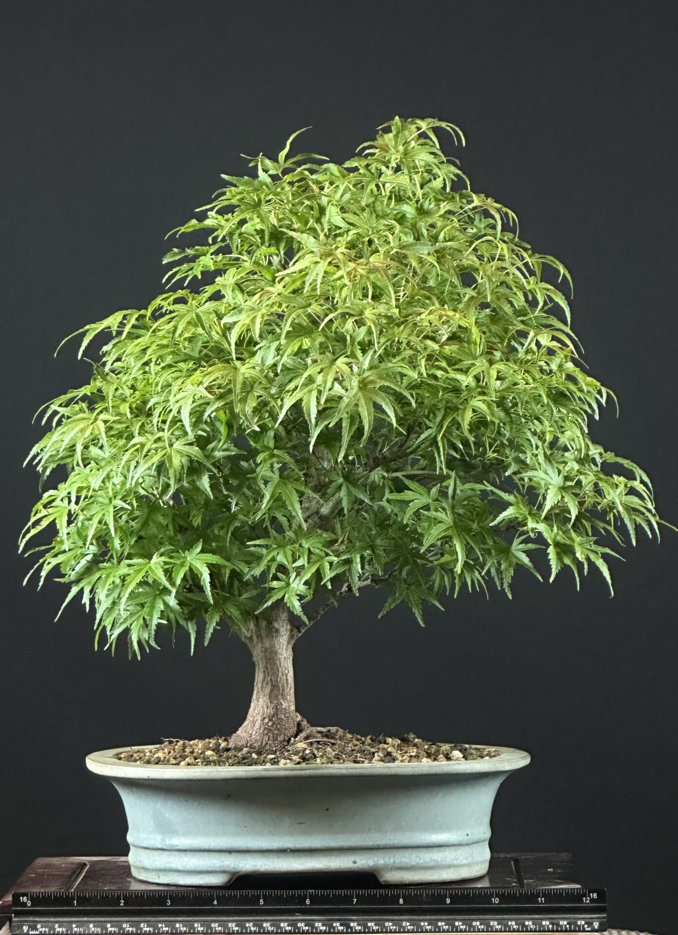 Japanese Maple var. Sharps Pygmy Bonsai ST0443 - Image 4