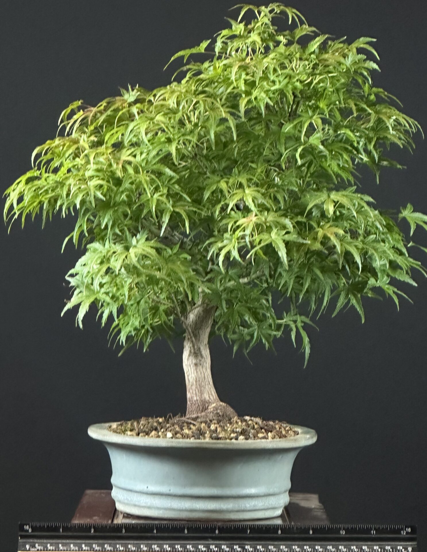 Japanese Maple var. Sharps Pygmy Bonsai ST0443 - Image 5