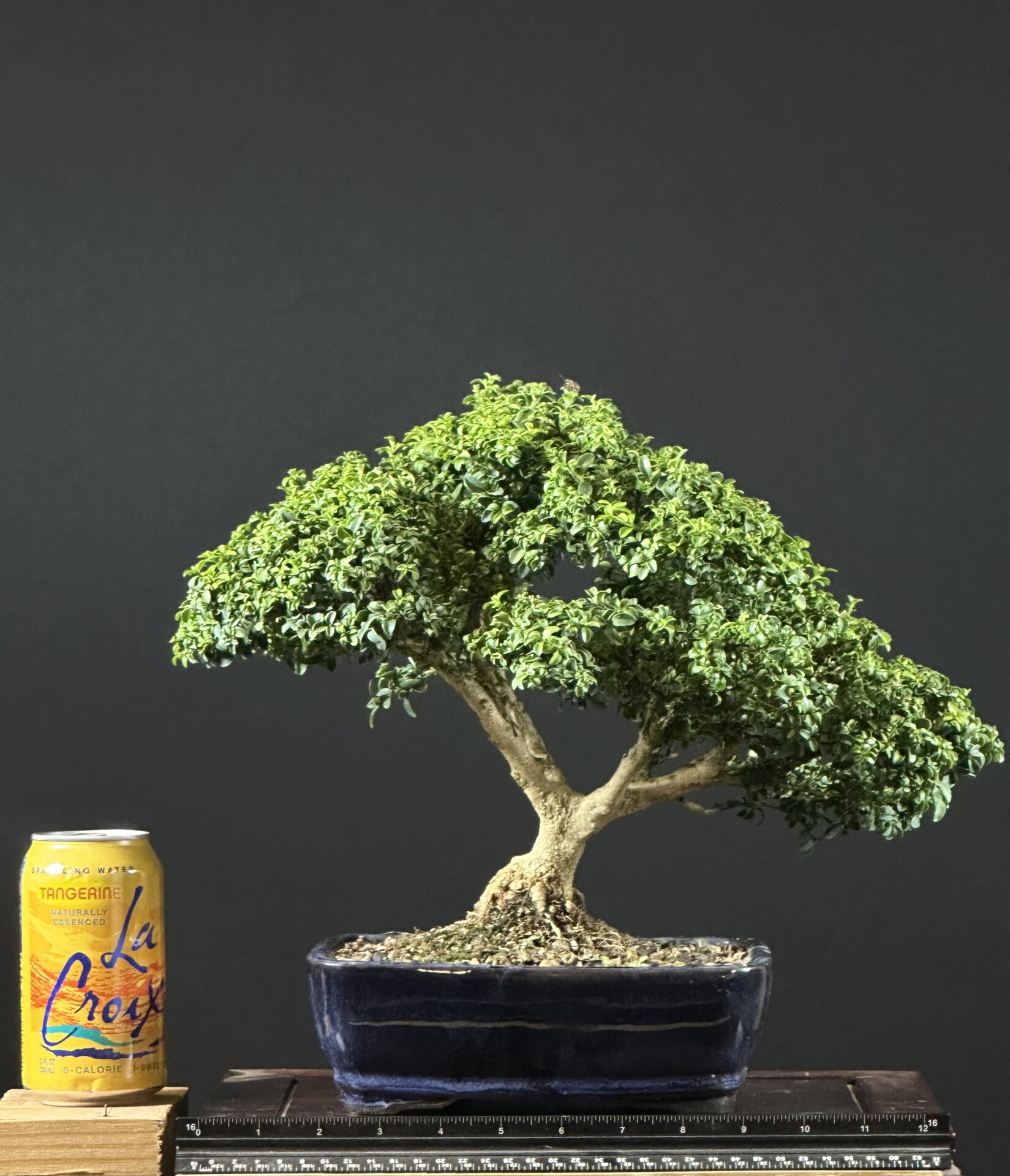 Kingsville Boxwood Bonsai ST0445 - Image 2