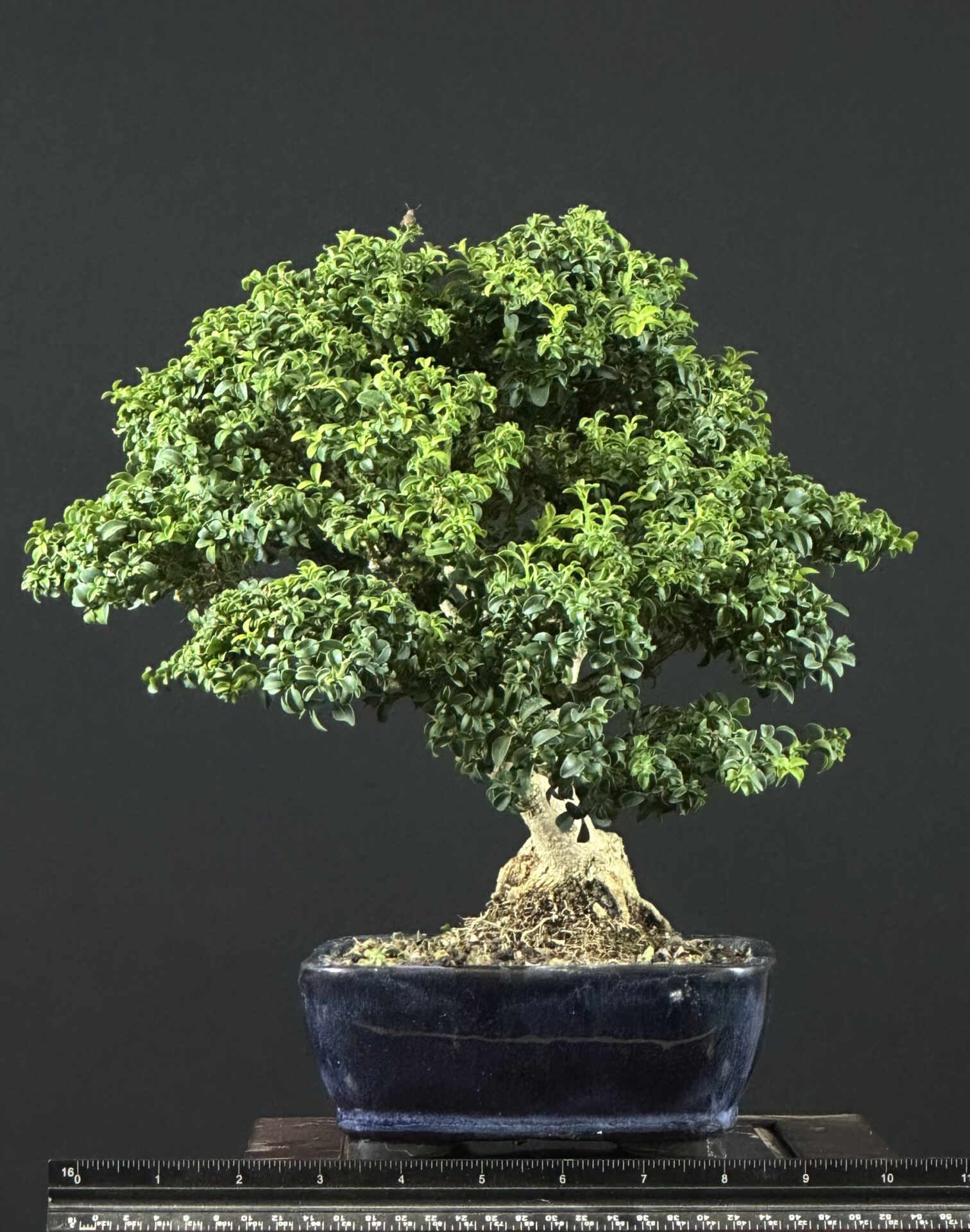 Kingsville Boxwood Bonsai ST0445 - Image 3