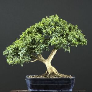 Kingsville Boxwood Bonsai ST0445