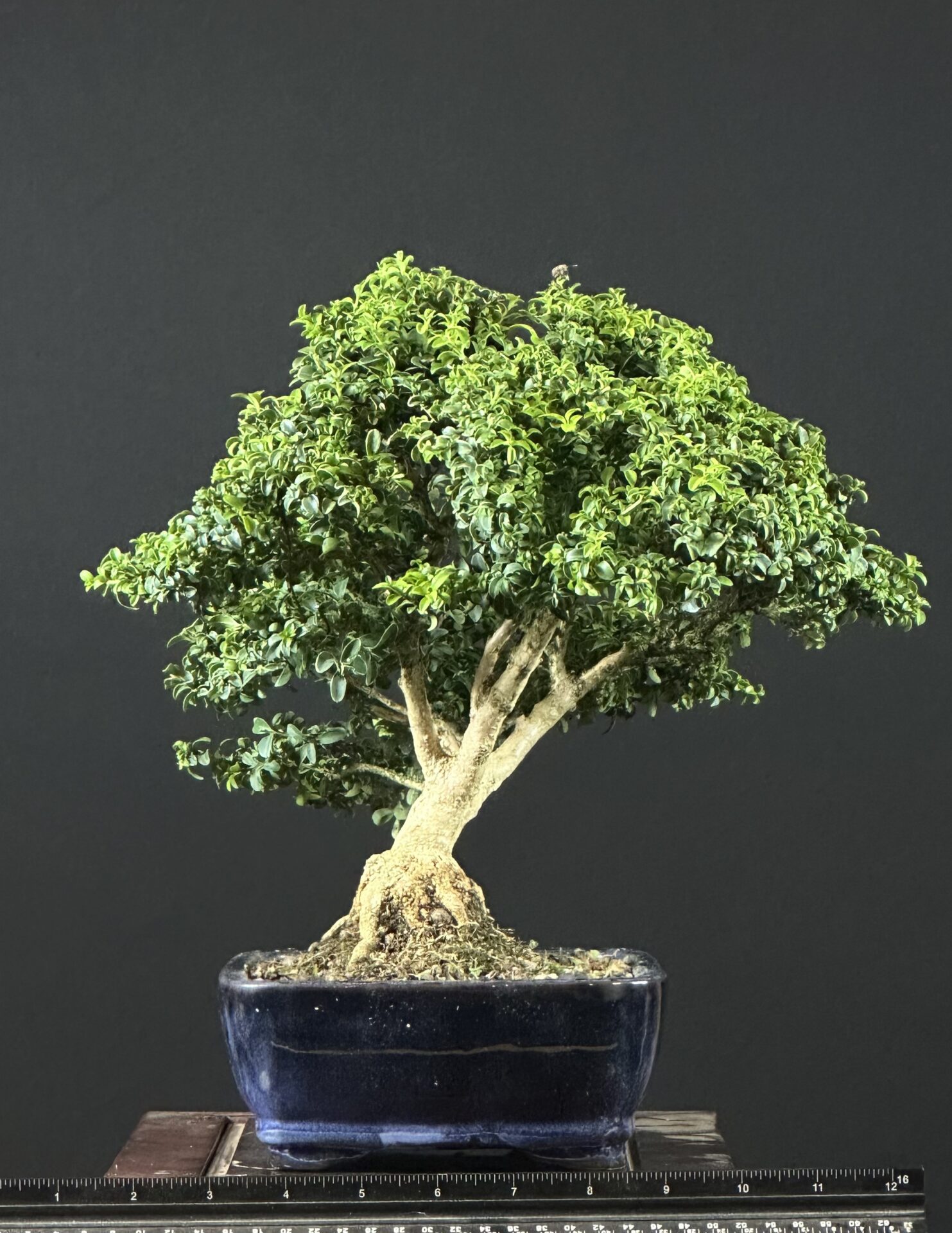 Kingsville Boxwood Bonsai ST0445 - Image 5