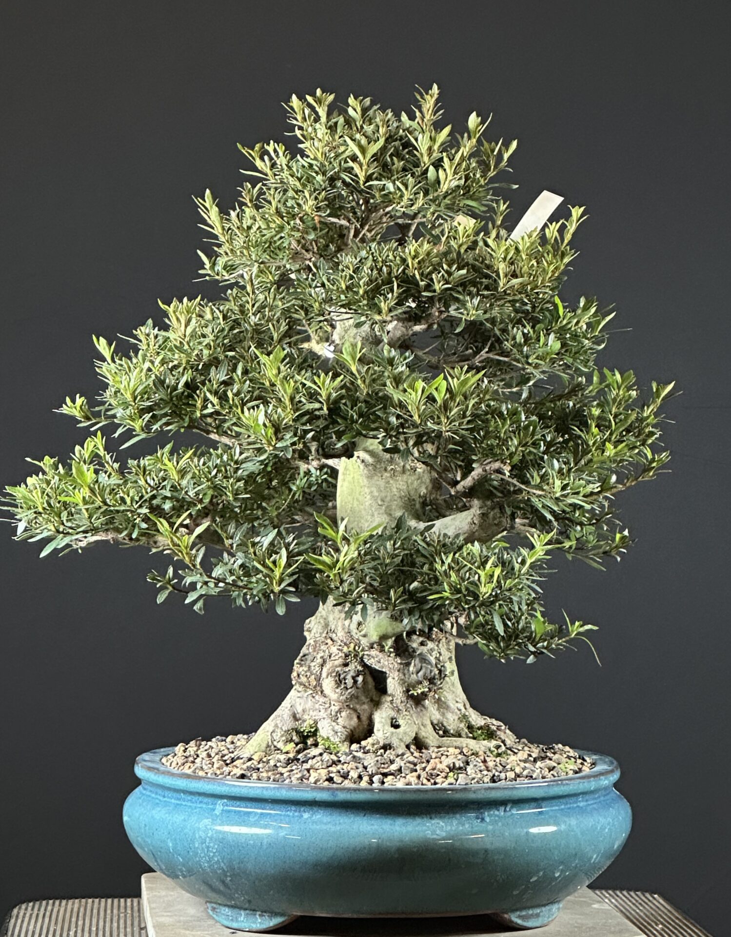 imported Satsuki Azalea var. Korin - Image 4