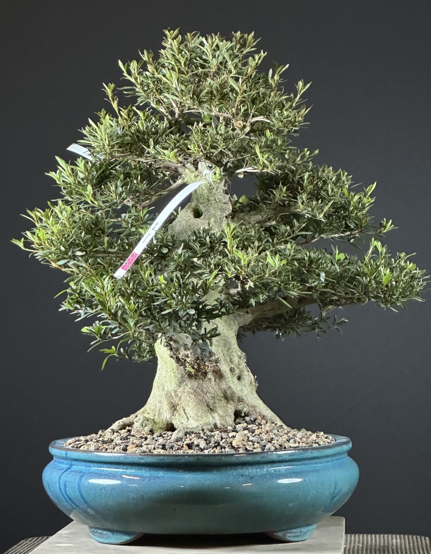 imported Satsuki Azalea var. Korin - Image 6