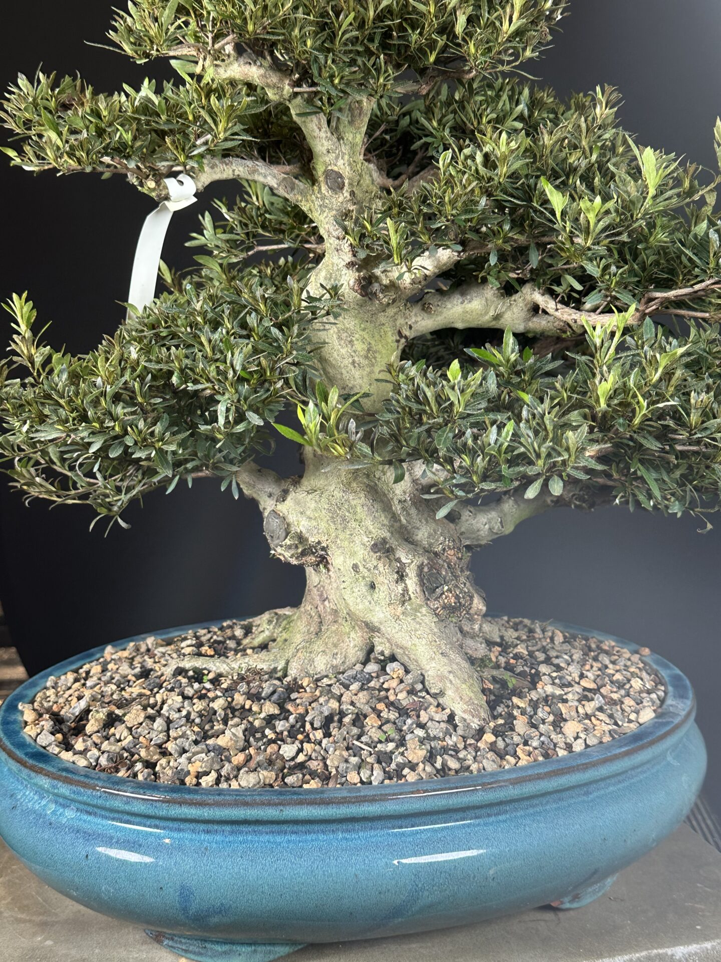imported Satsuki Azalea var. Korin - Image 7