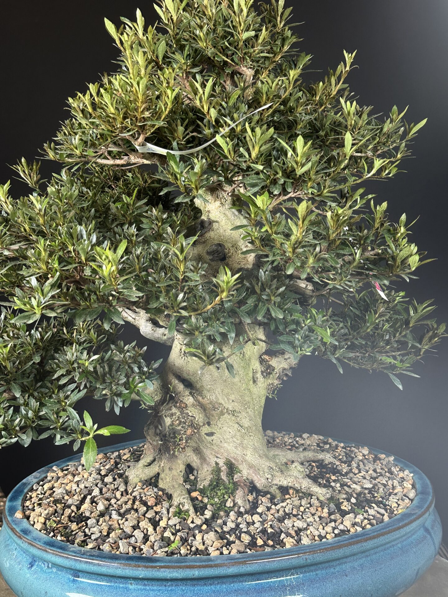 imported Satsuki Azalea var. Korin - Image 8