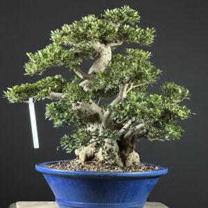 imported Satsuki Azalea var. Aozora