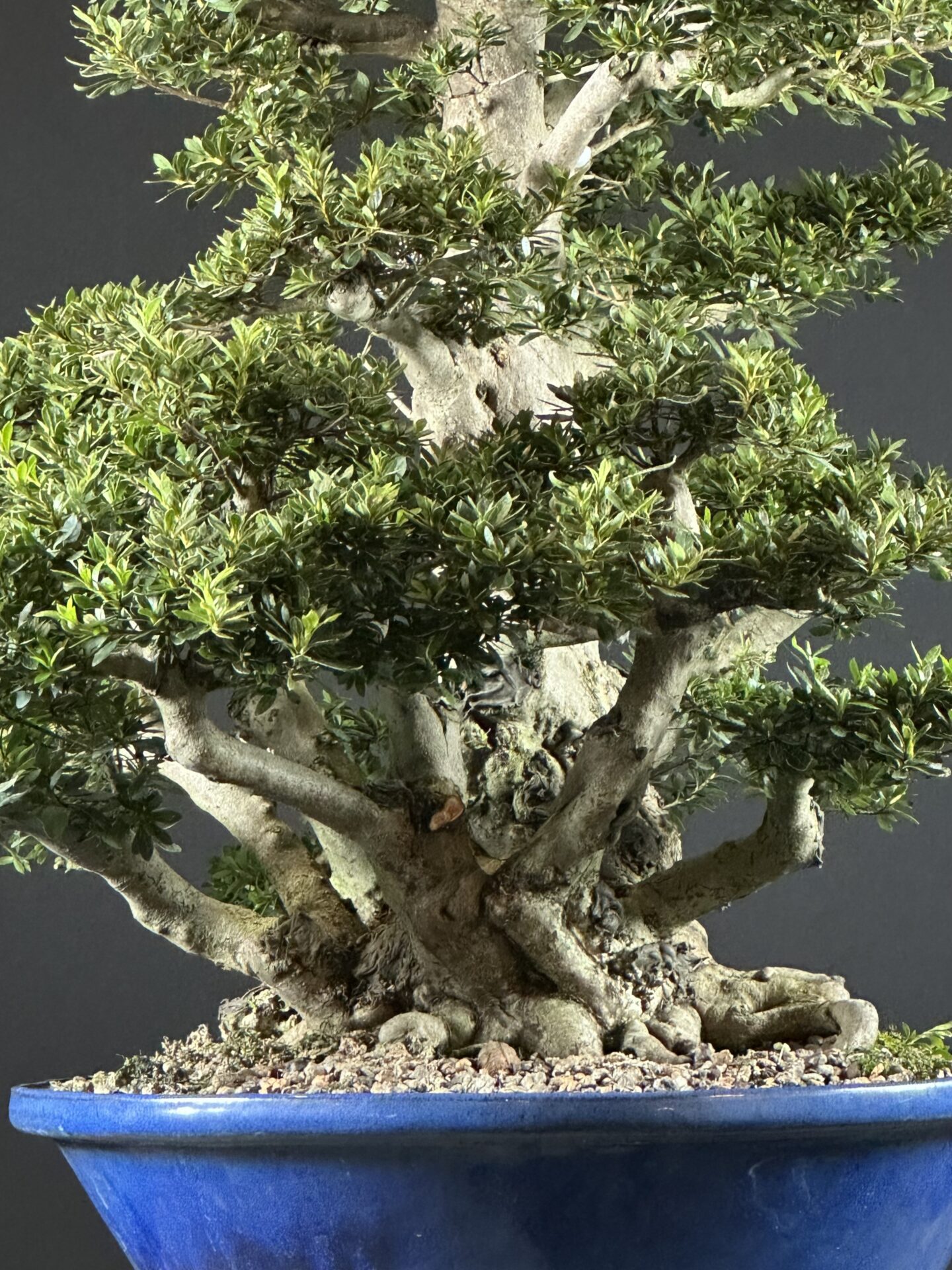 imported Satsuki Azalea var. Aozora - Image 7
