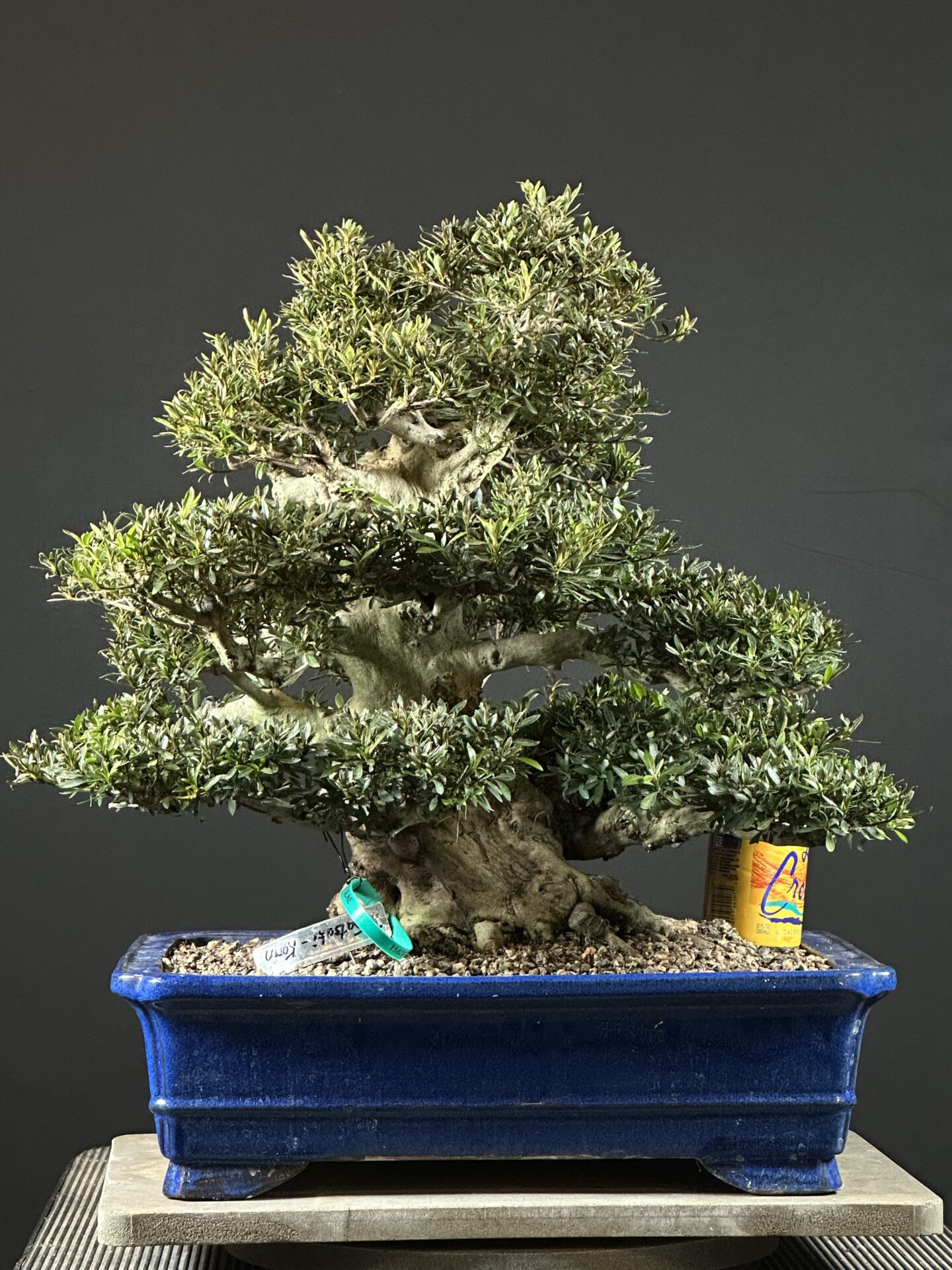 imported Satsuki Azalea var. Korin - Image 4