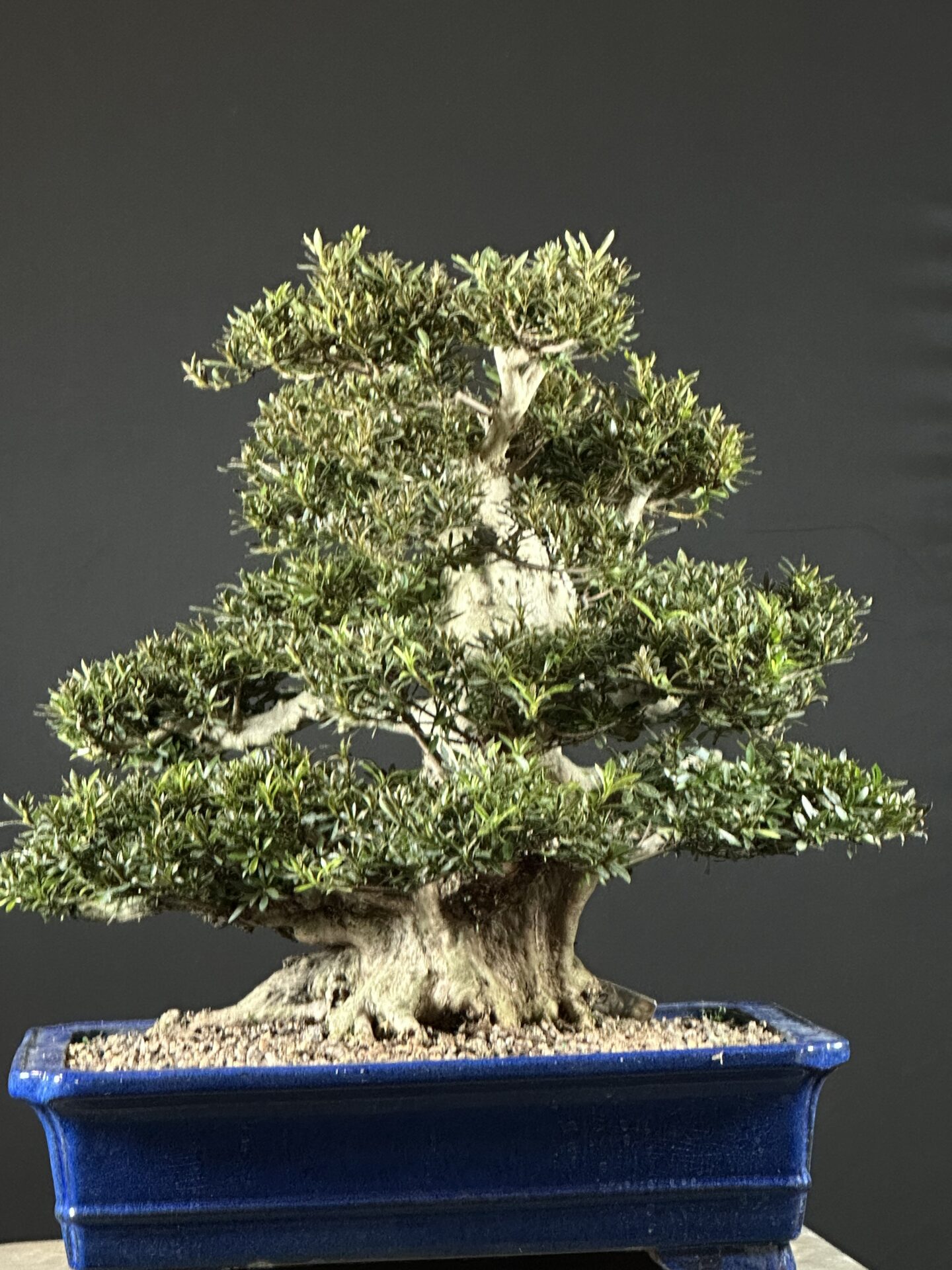 imported Satsuki Azalea var. Korin - Image 6