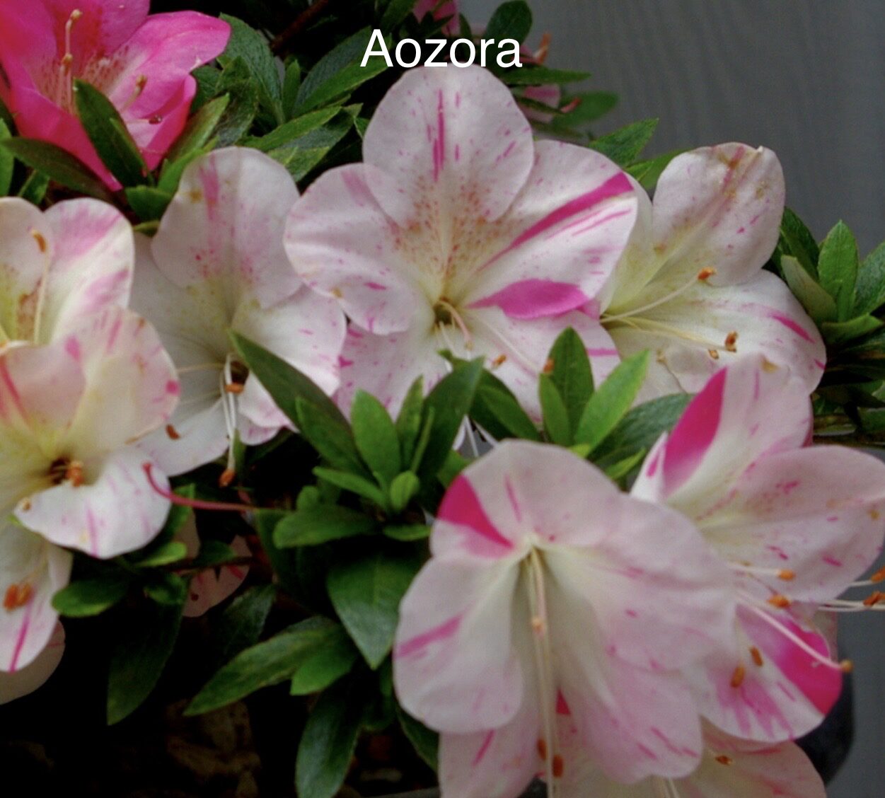 imported Satsuki Azalea var. Aozora - Image 7