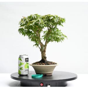 Japanese Maple Kotohime Bonsai