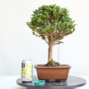 Sekka Hinoki Bonsai