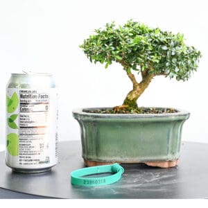 Boxwood Bonsai