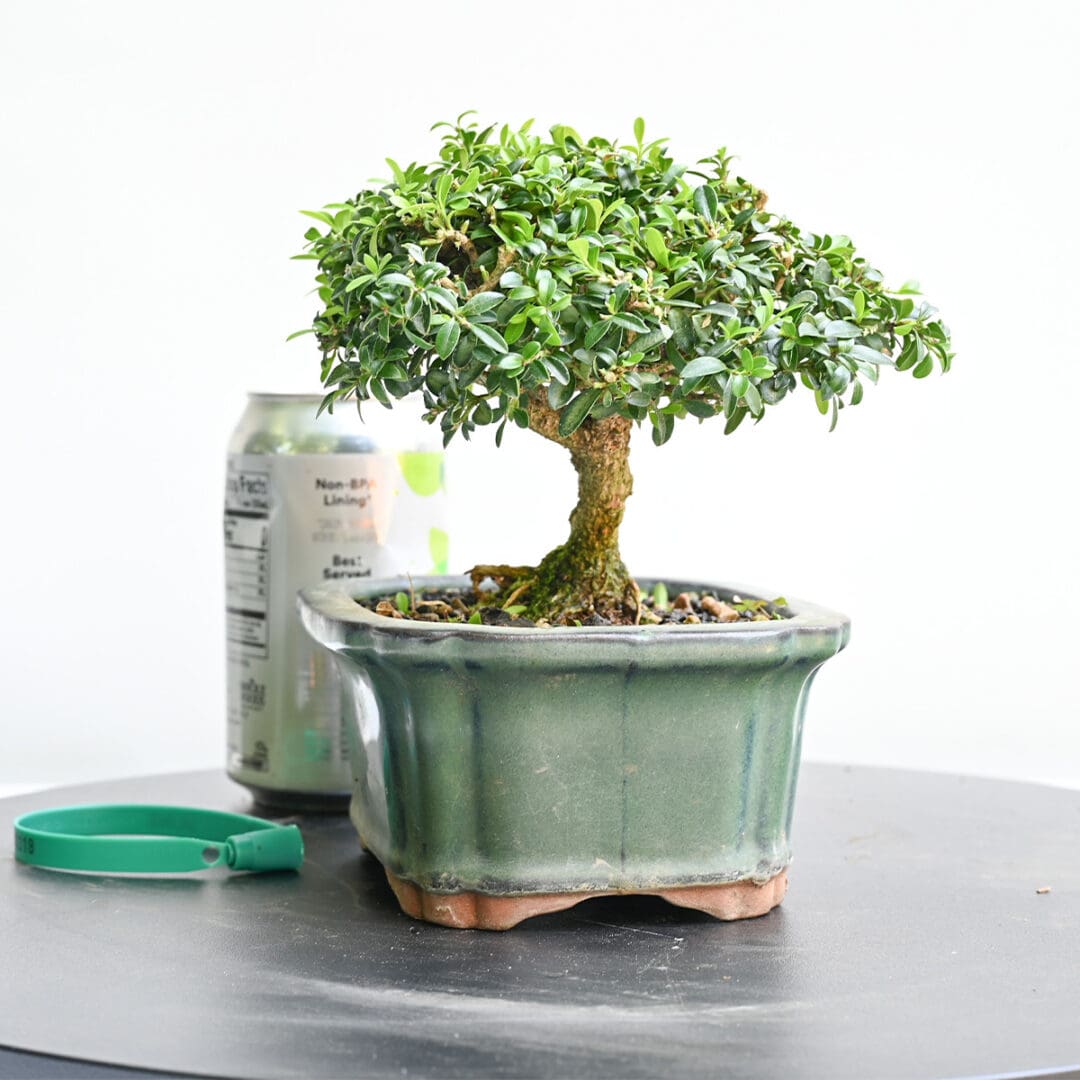Boxwood Bonsai