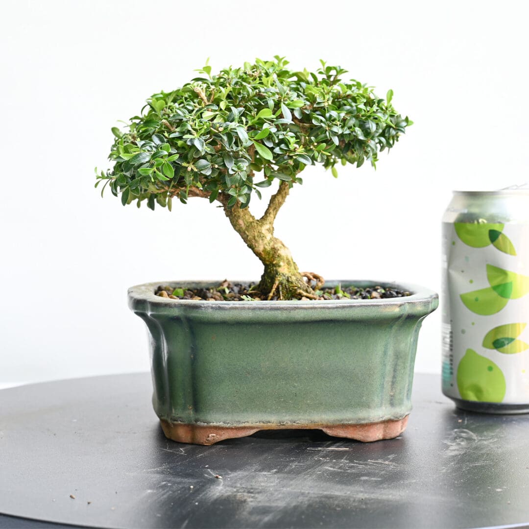 Boxwood Bonsai