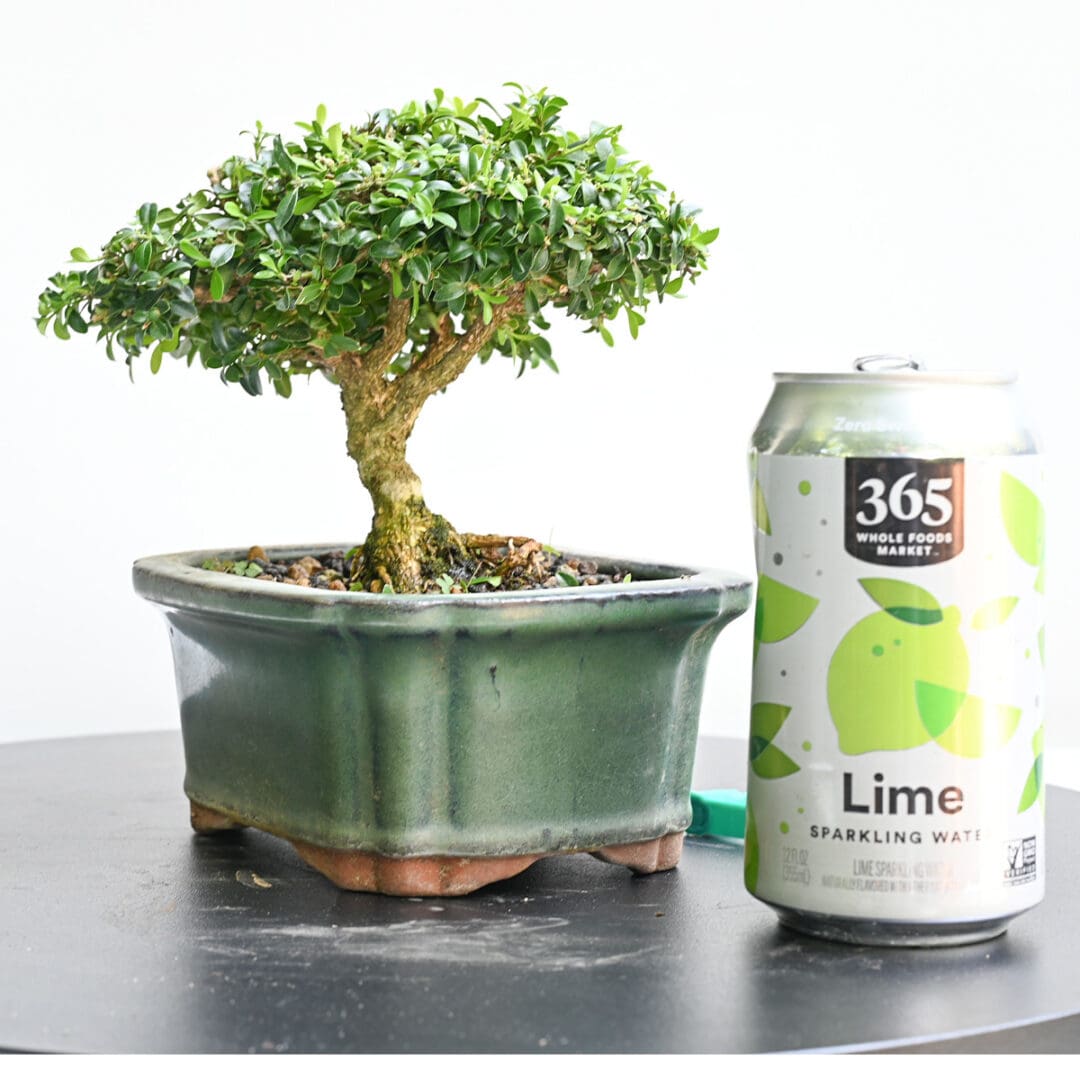 Boxwood Bonsai