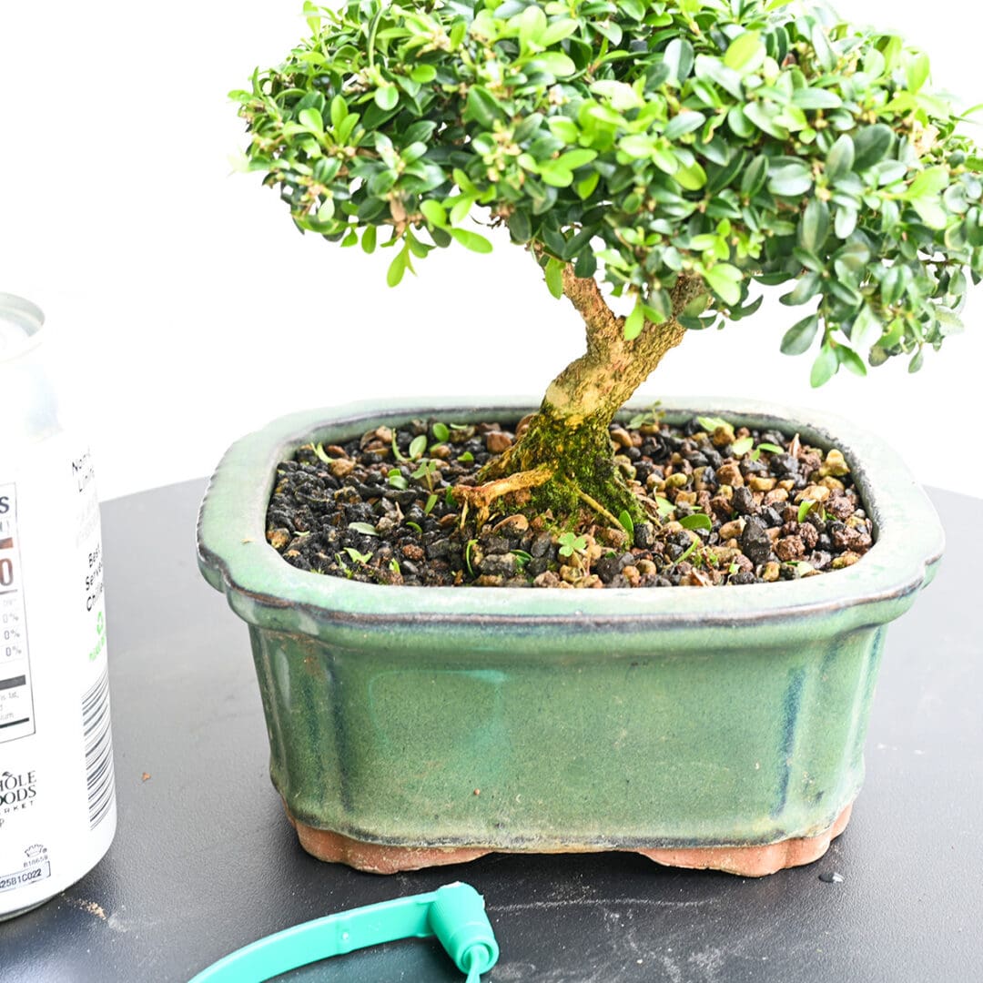 Boxwood Bonsai
