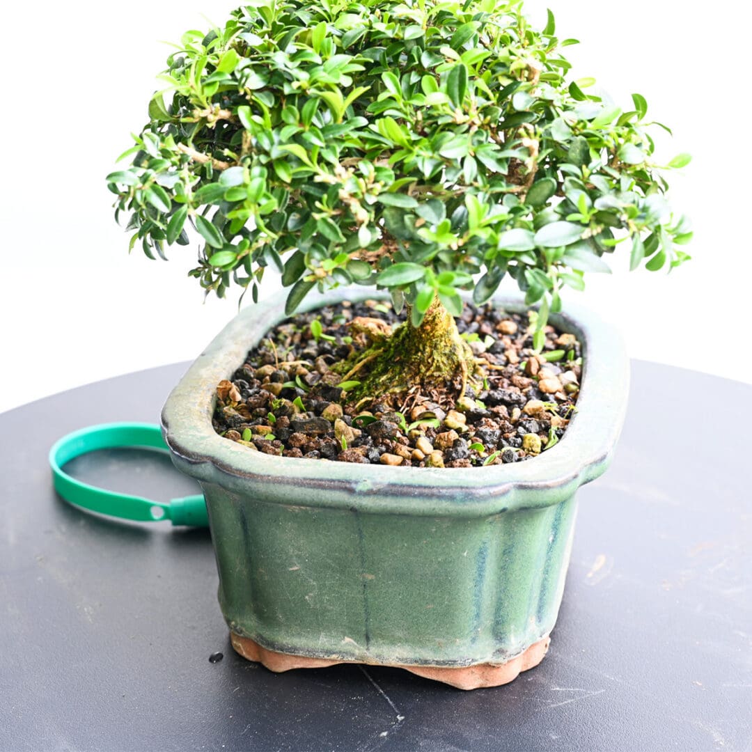 Boxwood Bonsai