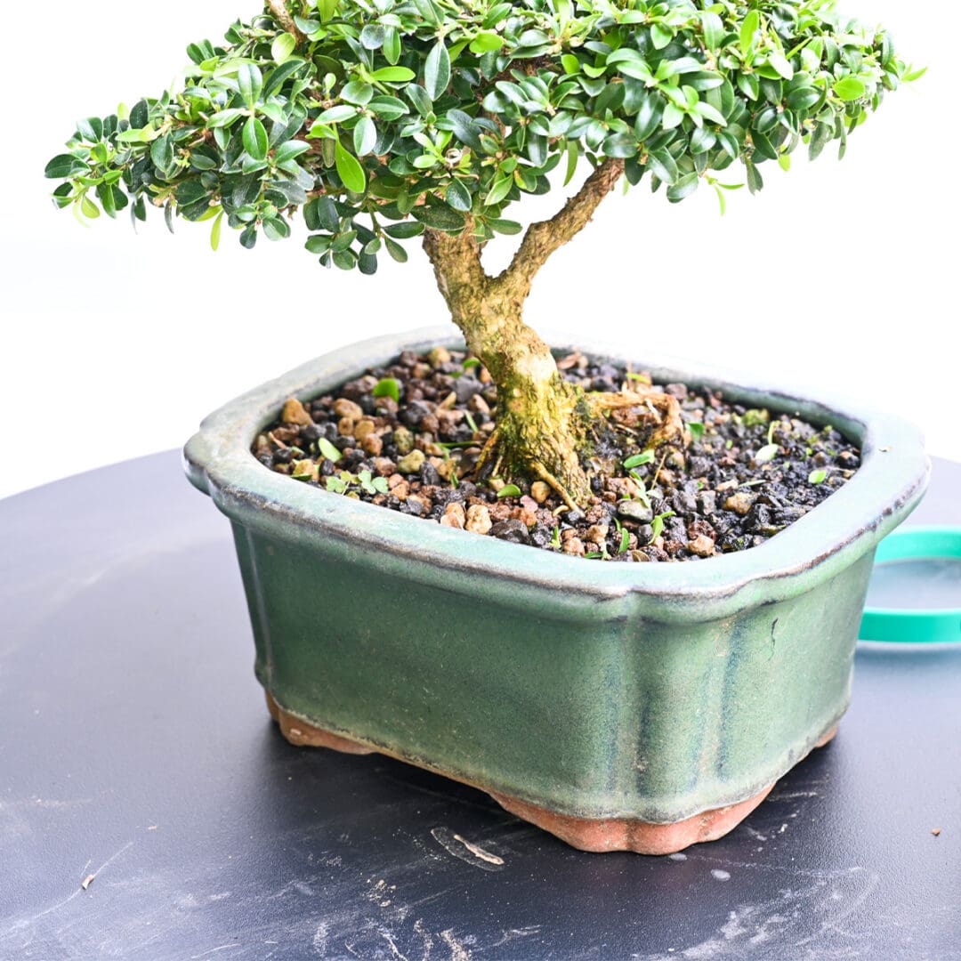 Boxwood Bonsai