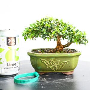 Boxwood Bonsai