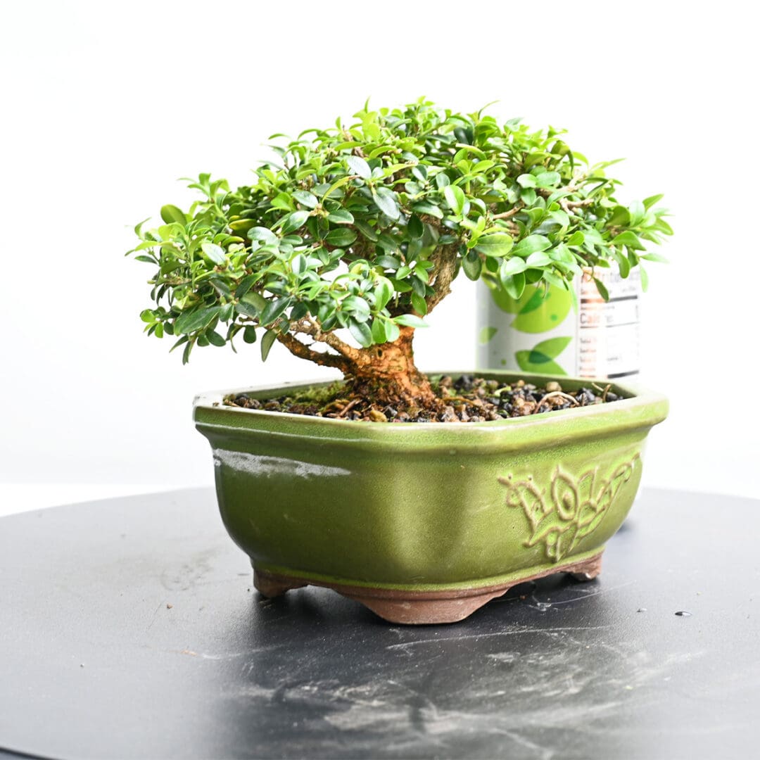 Boxwood Bonsai