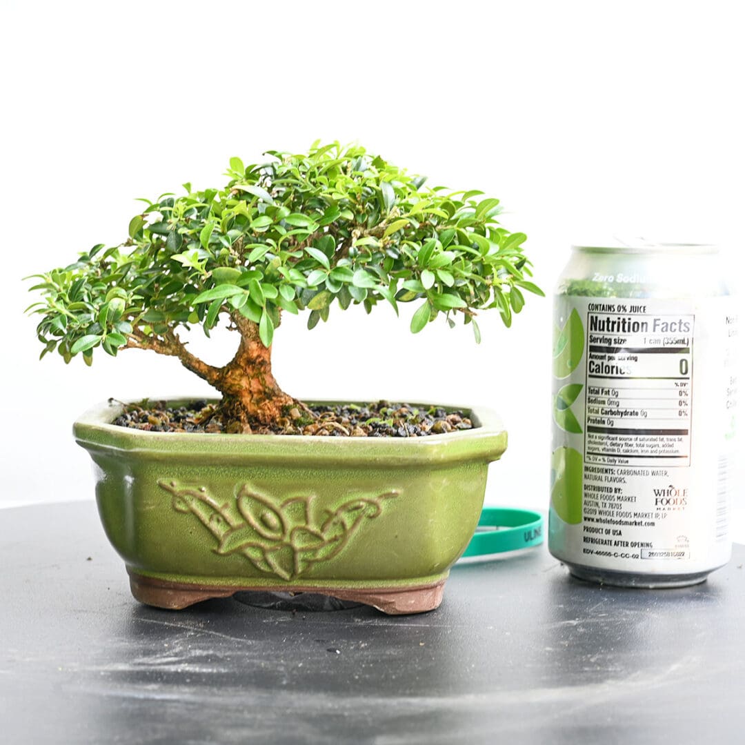 Boxwood Bonsai