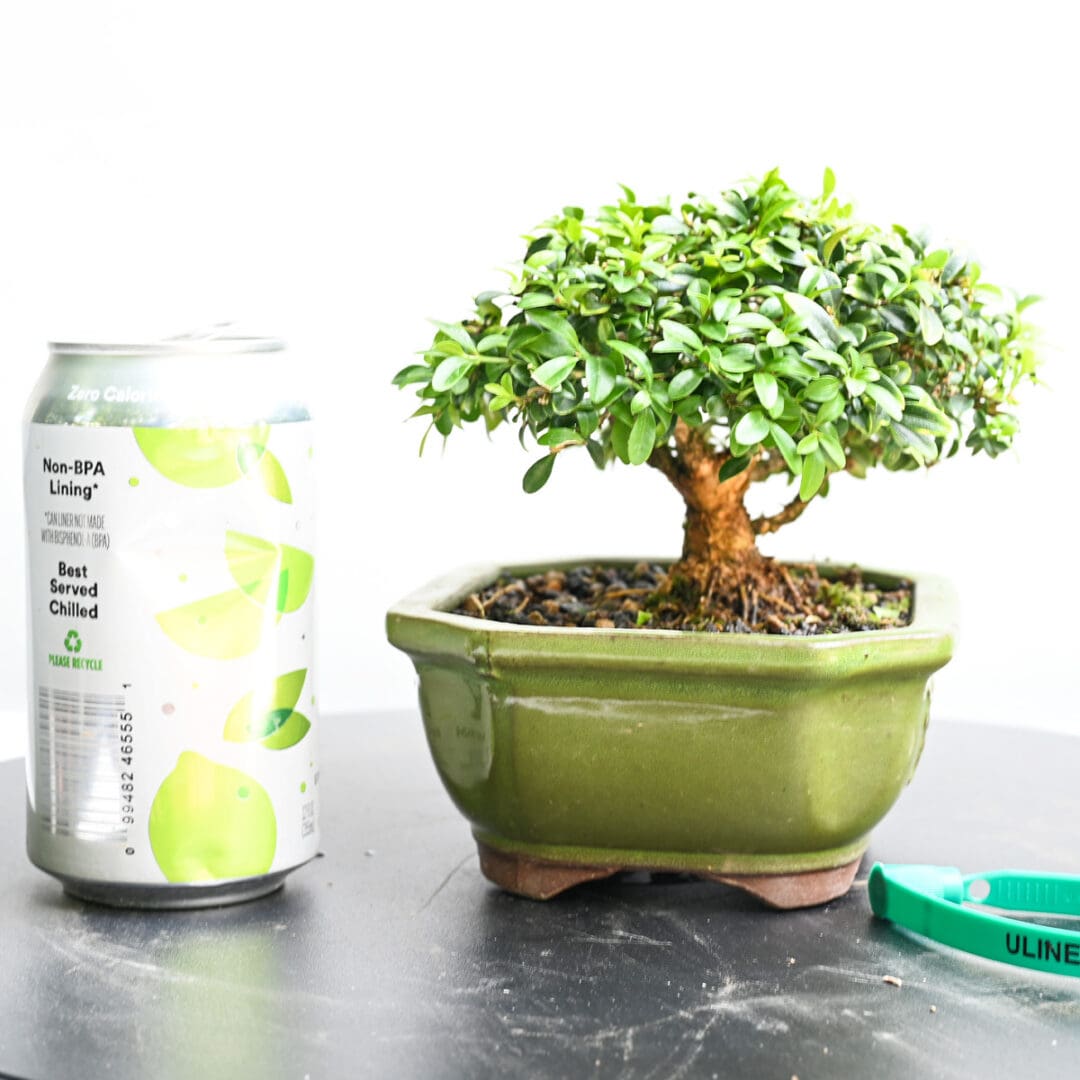 Boxwood Bonsai