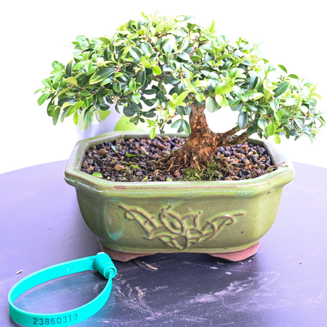 Boxwood Bonsai