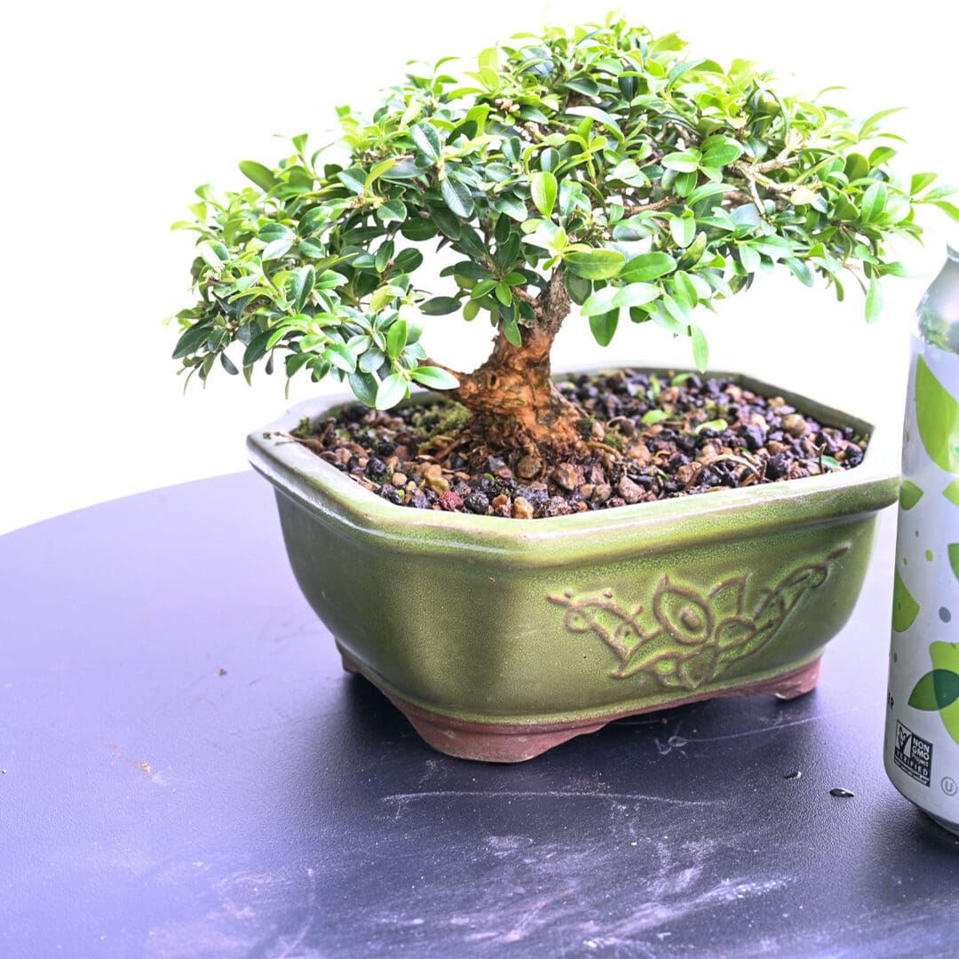 Boxwood Bonsai