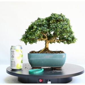 Kingsville Boxwood Bonsai