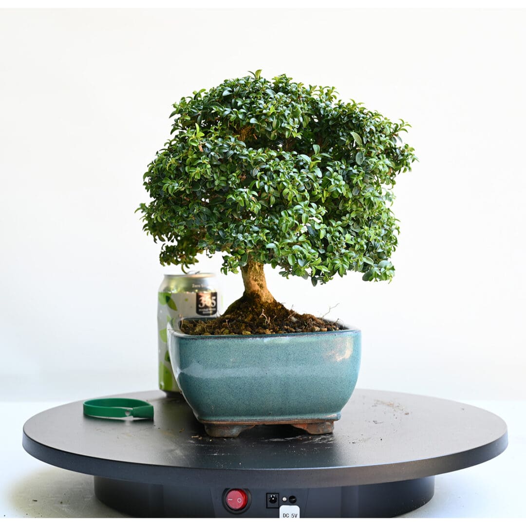 Kingsville Boxwood Bonsai