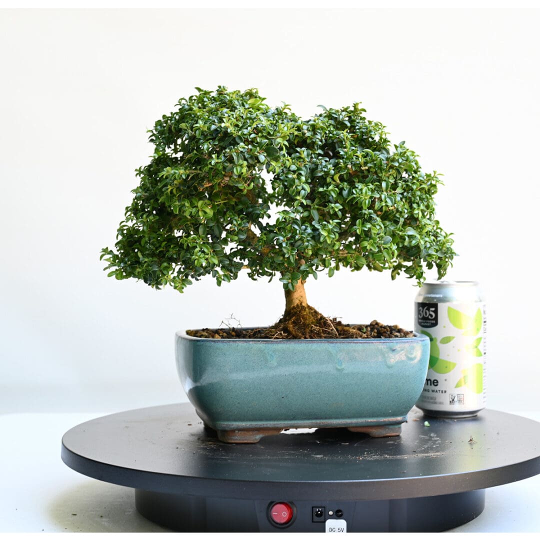 Kingsville Boxwood Bonsai