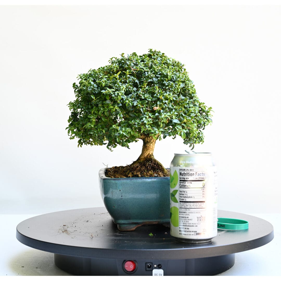 Kingsville Boxwood Bonsai