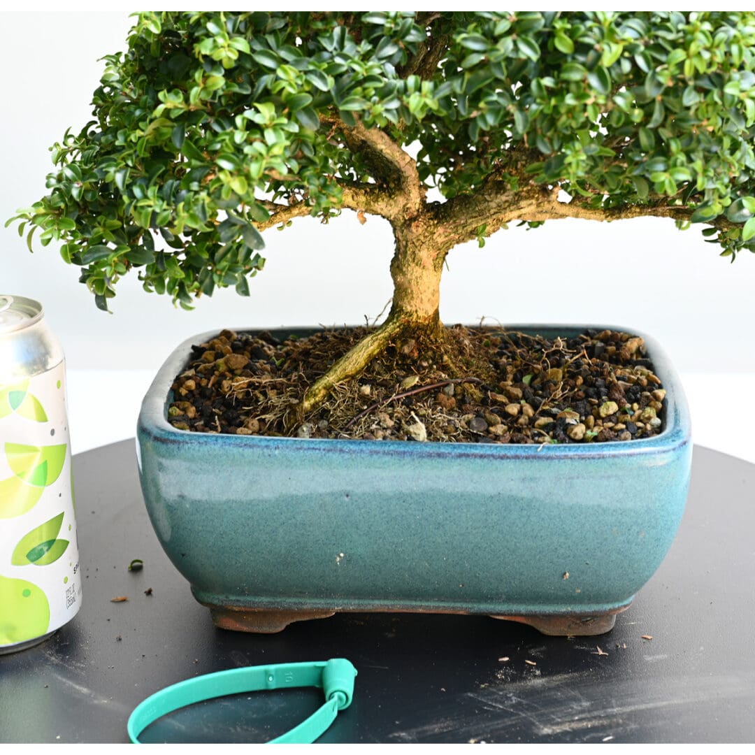Kingsville Boxwood Bonsai