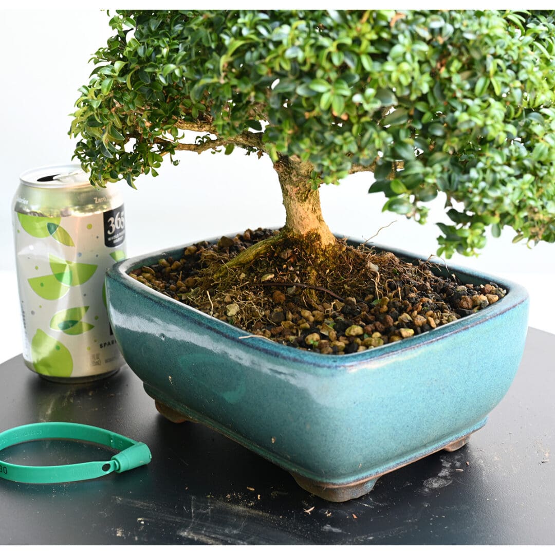 Kingsville Boxwood Bonsai