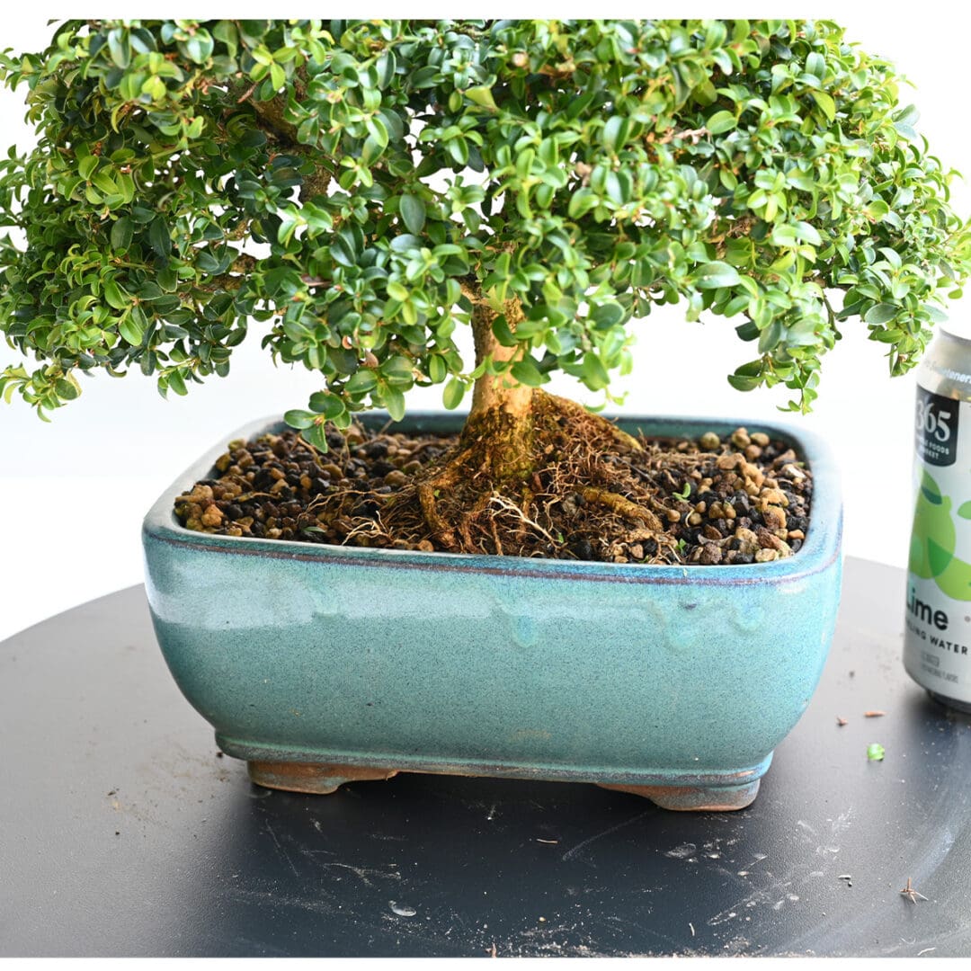 Kingsville Boxwood Bonsai