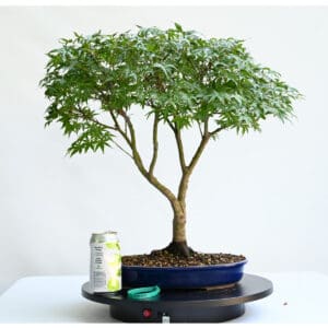 Japanese Maple Sharps Pygmy Bonsai